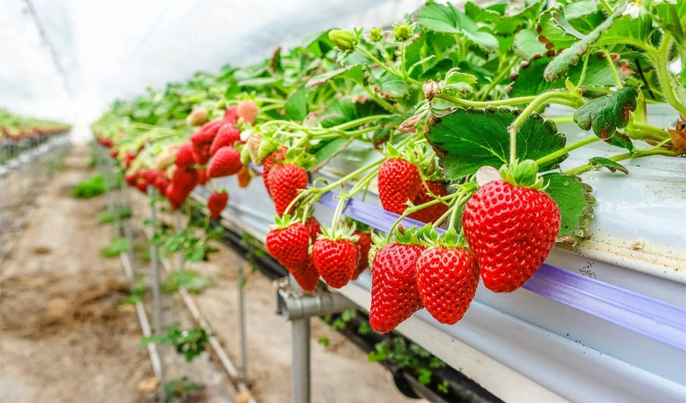 Ozone for Hydroponics: Overcoming Common Challenges for Optimal Plant Growth