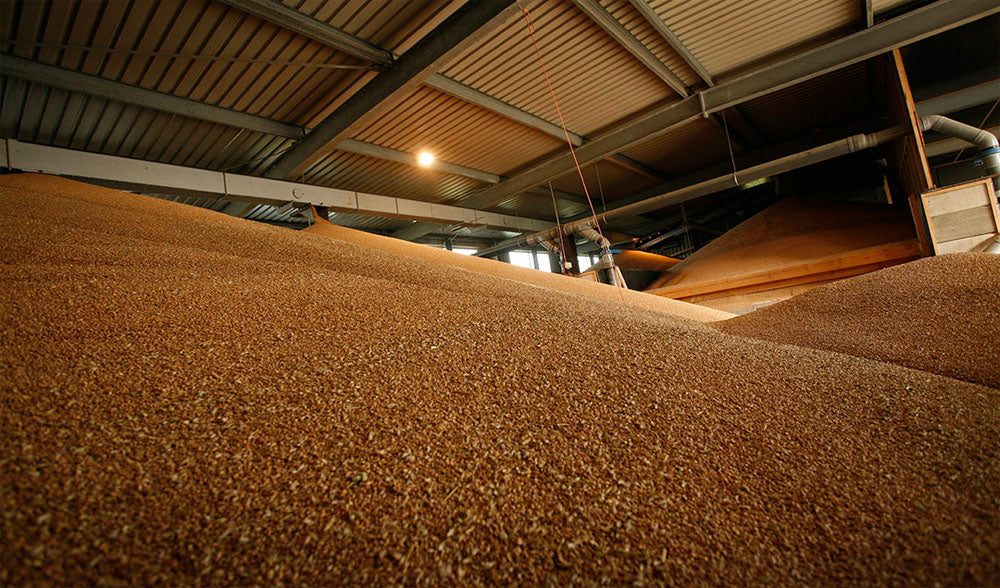 Ozone Treatment for Grain and Feed Disinfection
