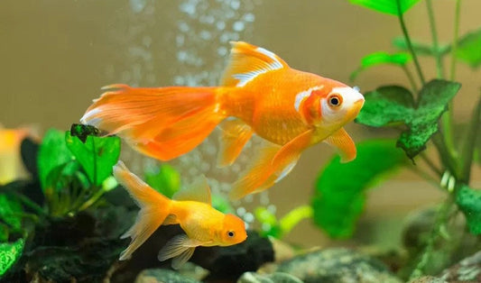 Advantages of Implementing Ozone Treatment for Aquariums