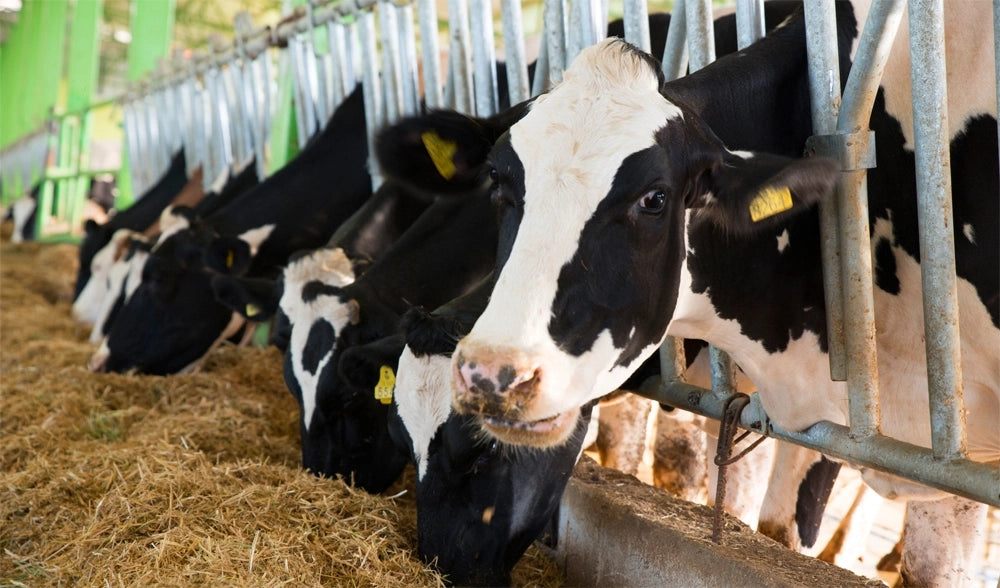 Application of Ozone in the Production of Dairy Milk
