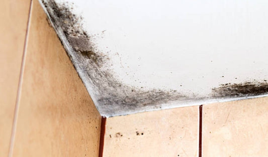 Ozone Can Make the Removal of Mold and Odors in a Basement Much Easier