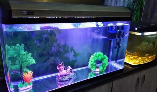 Ozone Disinfection and Water Treatment in a Home Aquarium