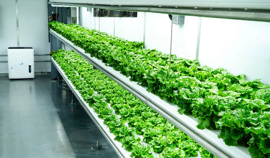 Ozone’s Application in Vertical Farming