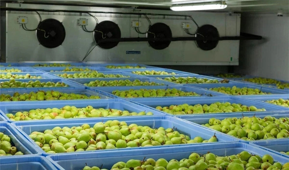Unlock the Potential of Ozone: Revolutionizing Cold Storage Facilities ...